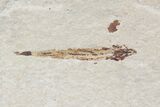 Cretaceous Fossil Squid - Soft-Bodied Preservation #48540-2